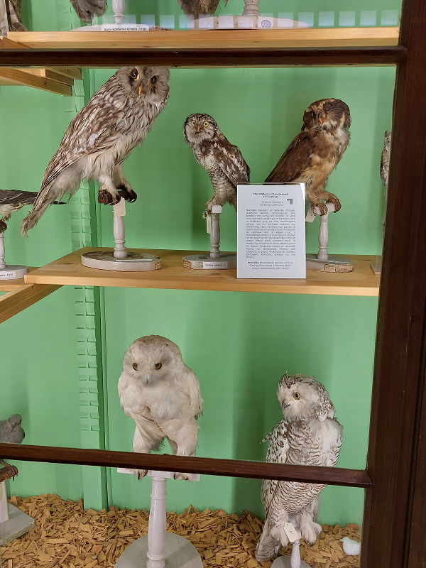 Επίσκεψη Α΄ και Β΄ τάξης στο Ζωολογικό Μουσείο του Πανεπιστημίου Αθηνών